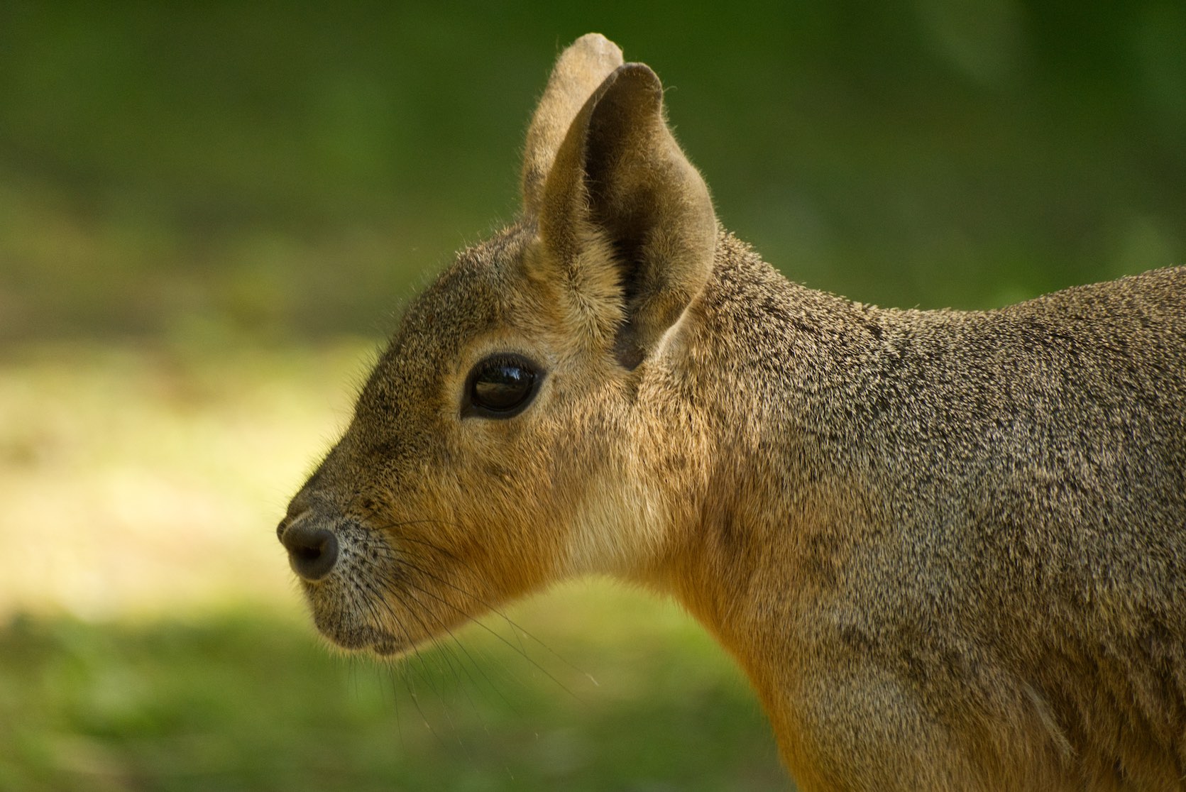 Mara 0615
